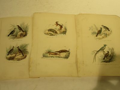 quatre oiseaux différents sur les pages d'un livre