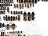 a lot of bugs that are hanging on the wall