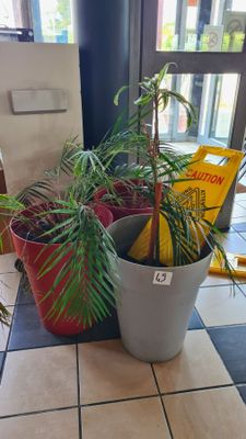 two potted plants sitting on the floor in front of a window