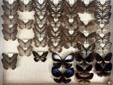 many butterflies that are hanging on the wall
