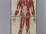 une image représentant une affiche illustrant les muscles du corps humain