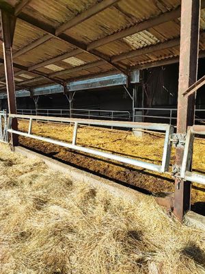 une grange remplie de foin, avec une vache à l'intérieur