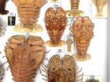 many different types of lobsters displayed in a display case