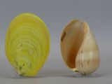 two shells that are sitting next to each other on a table