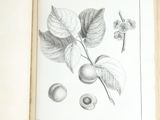 une photo d'un livre sur lequel figure un dessin représentant des fruits