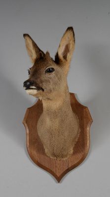 une tête de cerf fixée sur une plaque en bois accrochée à un mur blanc