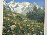 une affiche représentant une chaîne de montagnes avec des fleurs au premier plan