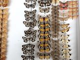 many different types of butterflies displayed in a white box