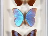 trois papillons bleus et orange dans un cadre blanc
