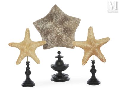 three starfishs are sitting on top of each other on a table