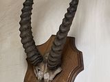 a antelope mounted on the wall of a room
