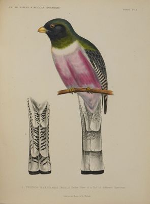 un dessin représentant un oiseau perché sur une branche d'arbre