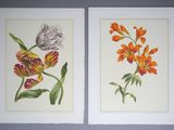 two paintings of flowers are hanging on a wall in a room