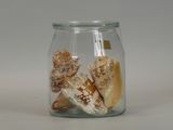 a glass jar with shells inside of it on a table