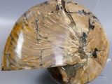 an image of a fossilized shell on a white surface
