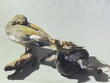a bird that is sitting on a shoe with a dead bird in it ' s mouth