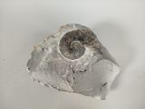 a rock with a fossil embedded in it on a white surface