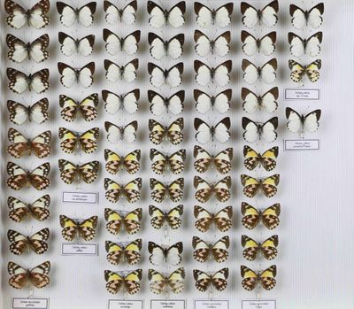 de nombreux papillons exposés dans une vitrine