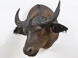 a bull head mounted on a wall with a white background