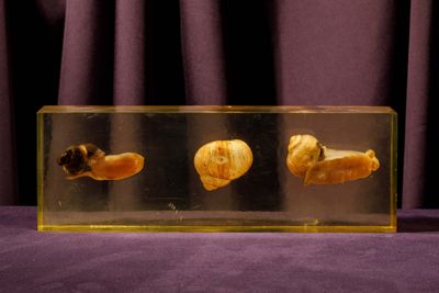 three shells in a clear box on a purple cloth