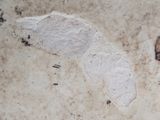 a close up of a piece of paper on the ground