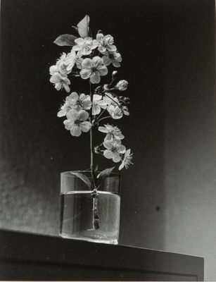 René BASSET (1919-2021) Rameau de cerisier, circa 1970