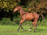 un cheval alezan qui court dans l'herbe