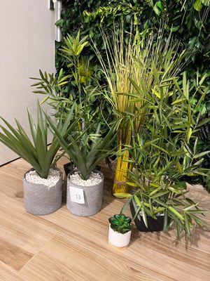trois plantes en pot posées sur une table devant un mur végétal