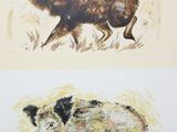 two prints of wild boars in a field, one of which is running