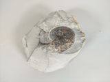 an image of a piece of metal with a fossil inside of it