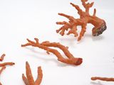 a group of orange corals that are on a white surface