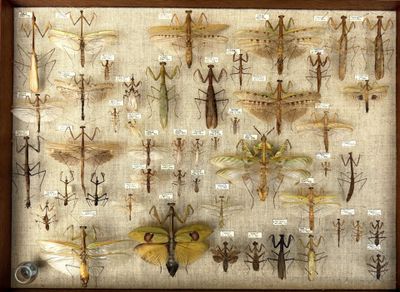 many insects that are on display in a wooden frame