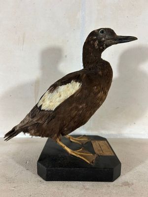 l'image d'un oiseau posé sur un socle noir