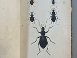an open book with a picture of bugs and other insects on it