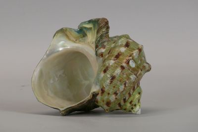 a green and white shell with a shell shaped like a fish