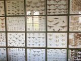 many different types of insects on display in a glass block