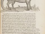 an old book with a drawing of a large animal on it ' s cover
