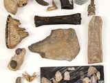 une image représentant une collection de fossiles et d'os d'animaux sur une surface blanche
