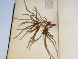 an open book with a dried plant on top of it