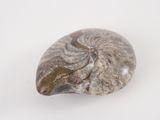 a close up of a rock with a spiral design on it