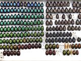 many beetles that are on display in a display case