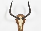 un crâne d'antilope accroché au mur, avec ses cornes