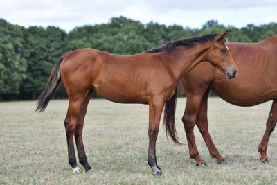 two horses that are standing in the grass together