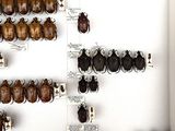 a lot of beetles that are on display in a box