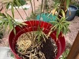 a plant that is in a red pot on the ground