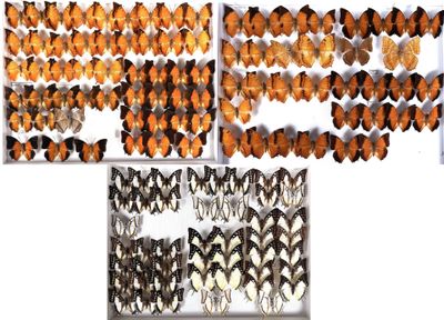 several different types of butterflies are displayed in a display case