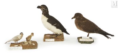 three birds that are sitting on top of each other