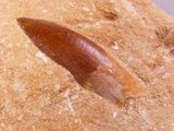 a close up of a piece of bread on a table