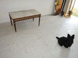 a black dog that is sitting in the middle of a room