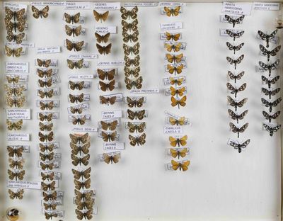 de nombreux types de papillons exposés dans une vitrine